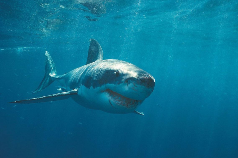 Shark Live Wallpaper - Скриншот 2 Shark Live Wallpaper - Скриншот 2