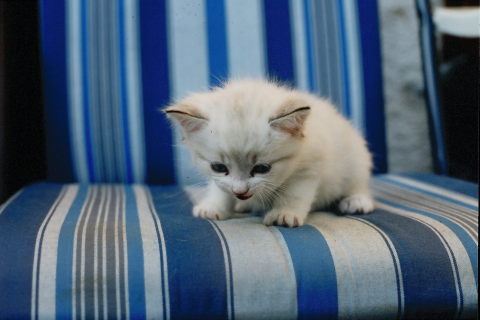 Kitty Cat Live Wallpaper