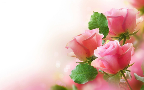 Flowers by Phoenix Live Wallpapers