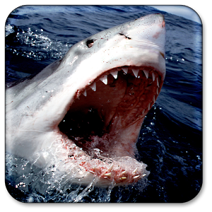 Иконка Shark Live Wallpaper Иконка Shark Live Wallpaper