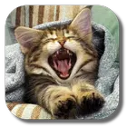 Иконка Кошечки Иконка Кошечки