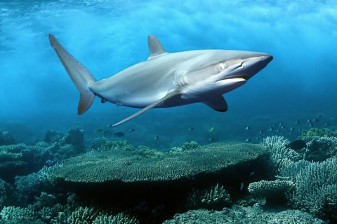 Shark Live Wallpaper - Скриншот 1 Shark Live Wallpaper - Скриншот 1