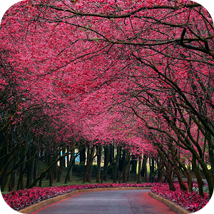 Иконка Sakura