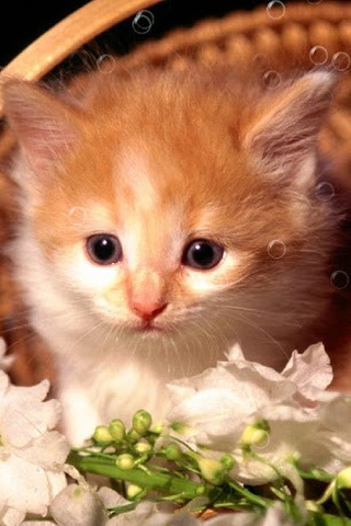 Кошечки - Скриншот 1 Кошечки - Скриншот 1