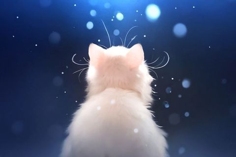 Snow Kitten