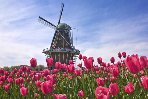 Tulip Windmill