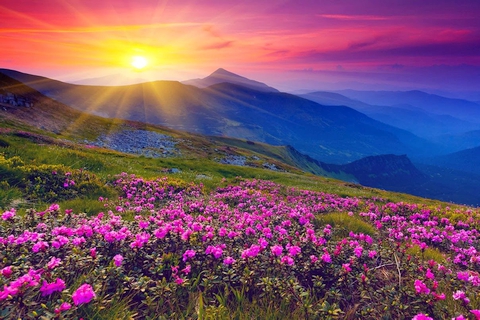 Valley of Flowers