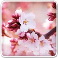 Иконка Эстетика весны Иконка Эстетика весны
