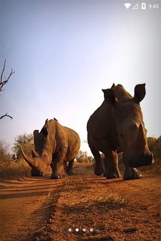 Rhinos Africa - Скриншот 2 Rhinos Africa - Скриншот 2