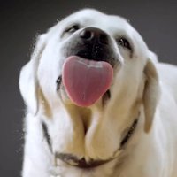 Иконка Super Dog Lick Screen Иконка Super Dog Lick Screen