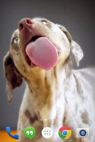 Super Dog Lick Screen - Скриншот 2 Super Dog Lick Screen - Скриншот 2