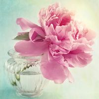 Иконка Красивые пионы Иконка Красивые пионы