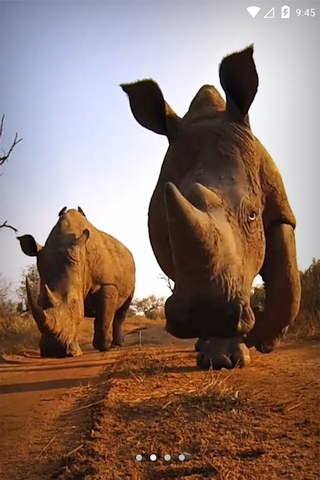 Rhinos Africa - Скриншот 1 Rhinos Africa - Скриншот 1