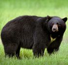 Black_Bear - Аватар пользователя